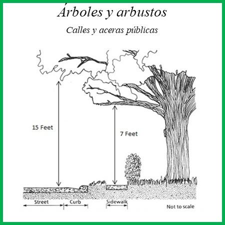 Tree Street Image SPN