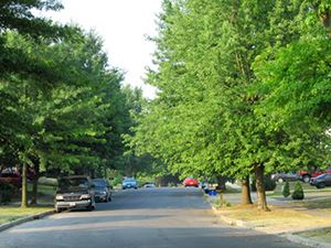 Street Trees